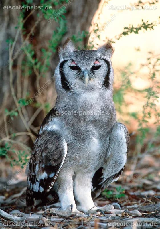Meet Africa's powerful milky eagle owl